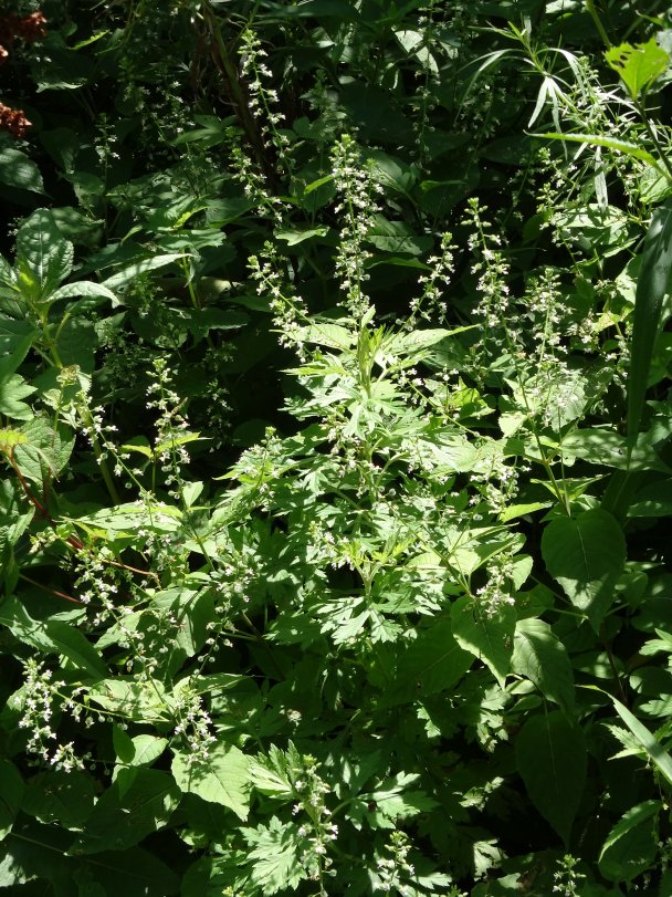 Image of Circaea lutetiana ssp. quadrisulcata specimen.