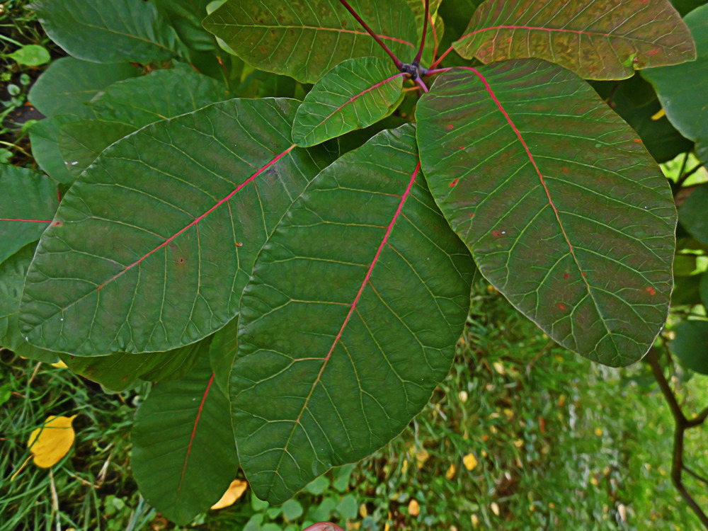 Изображение особи Cotinus coggygria.