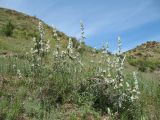 Phlomoides iliensis