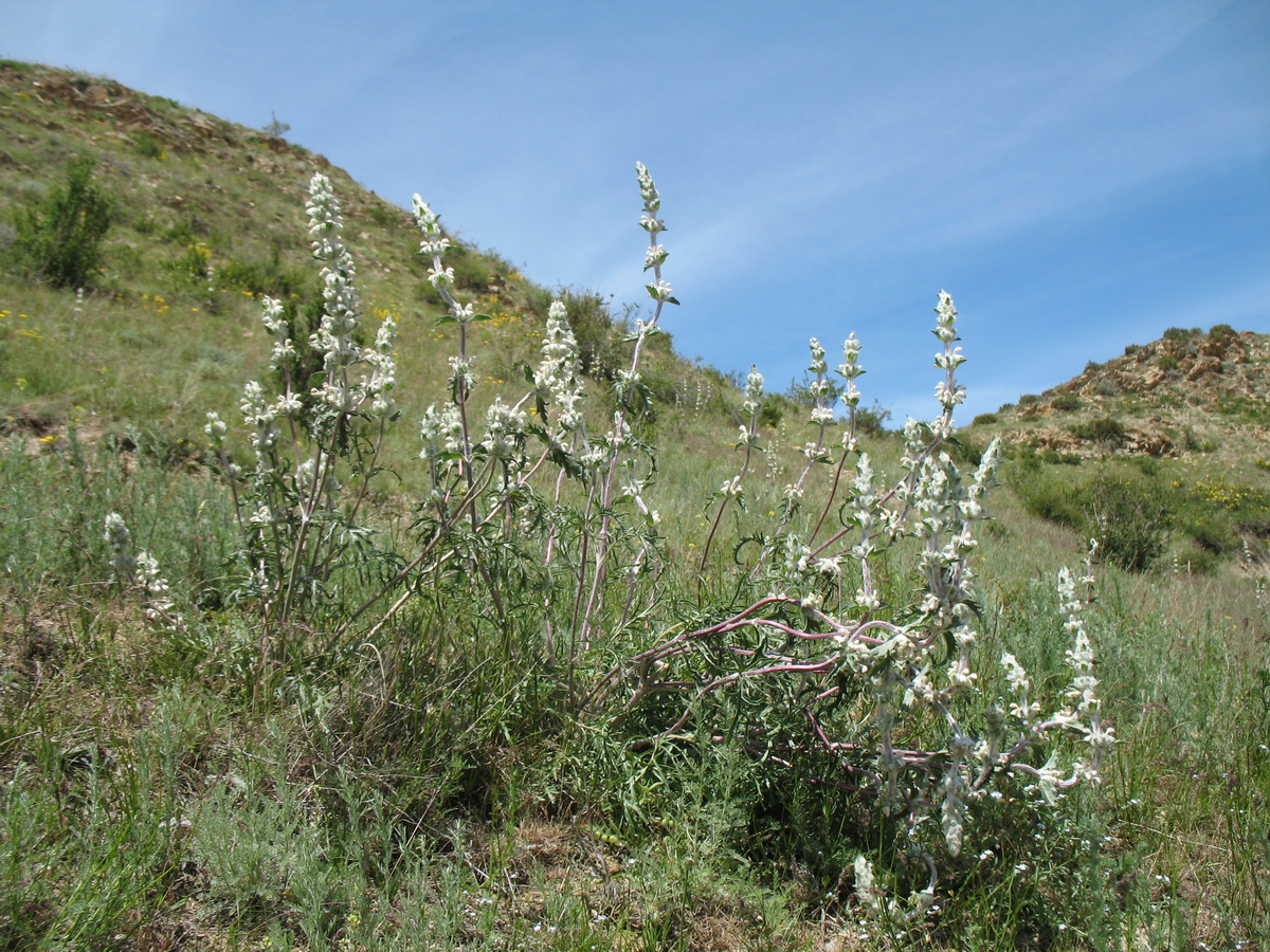 Изображение особи Phlomoides iliensis.