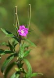 Epilobium hirsutum. Верхушка цветущего растения с цветком и созревающими плодами. Казахстан, Тянь-Шань, хр. Заилийский Алатау, ущ. Кумбельсу в р-не пос. Кокшокы, заболоченная пойма ручья у обочины дороги, 2100 м н.у.м. 04.09.2016.