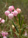 Andromeda polifolia