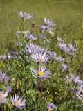 Aster amellus