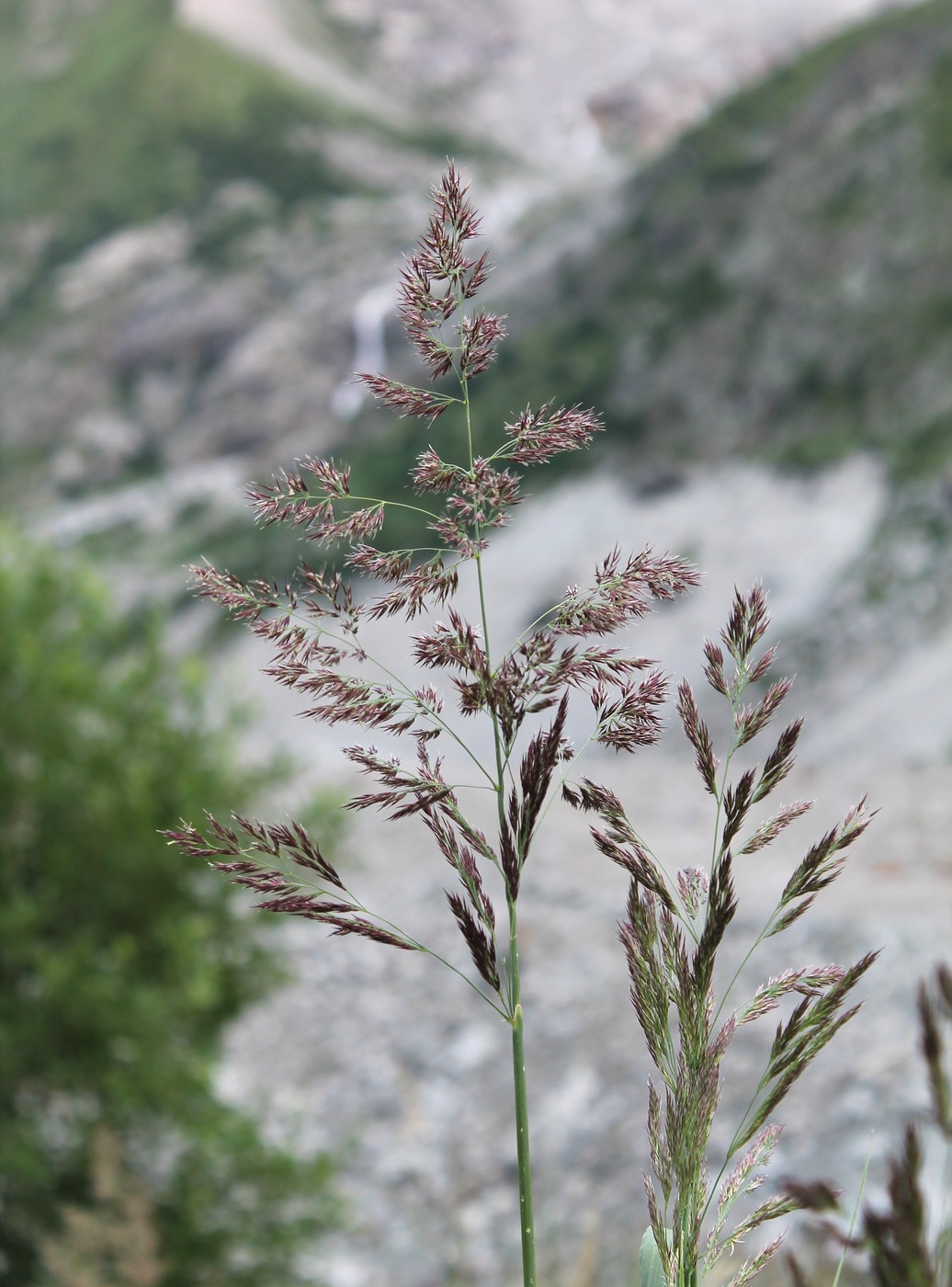 Изображение особи Calamagrostis balkharica.