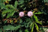 Mimosa pudica. Часть побега с соцветиями. Грузия, Аджария, с. Мцване-Концхи, Батумский бот. сад. 08.09.2017.