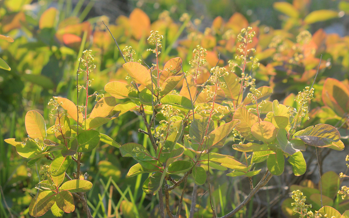 Изображение особи Cotinus coggygria.