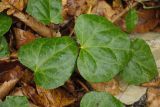 Hedera colchica