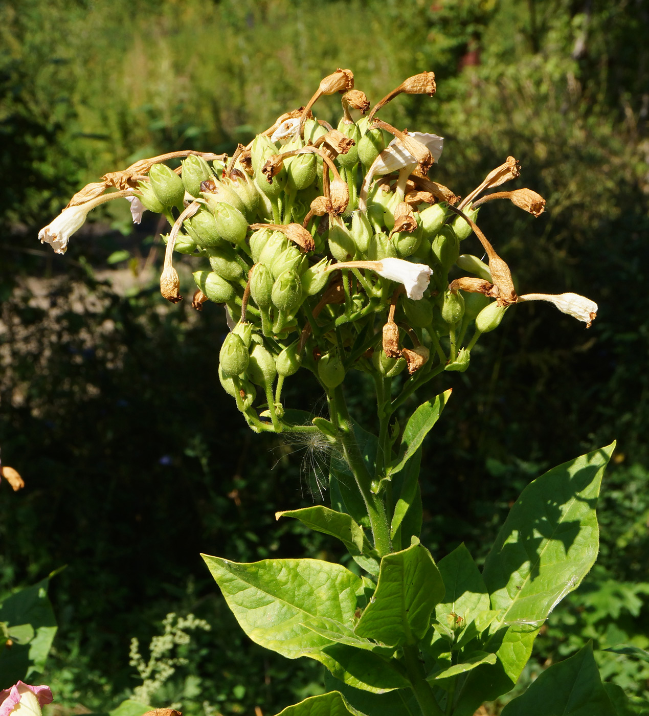 Изображение особи Nicotiana tabacum.