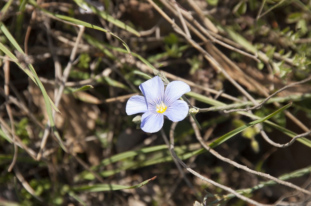 Изображение особи род Linum.