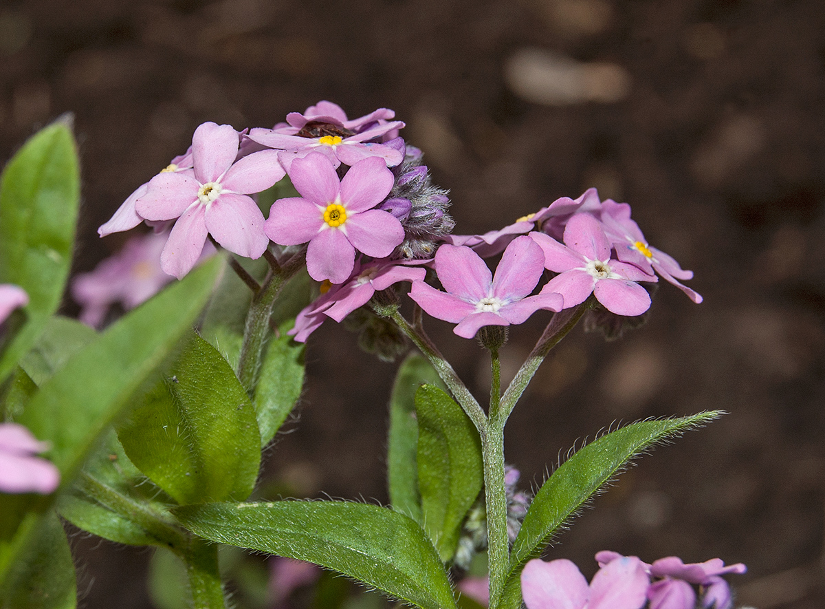 Изображение особи Myosotis alpestris.