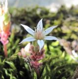 Sedum corymbosum