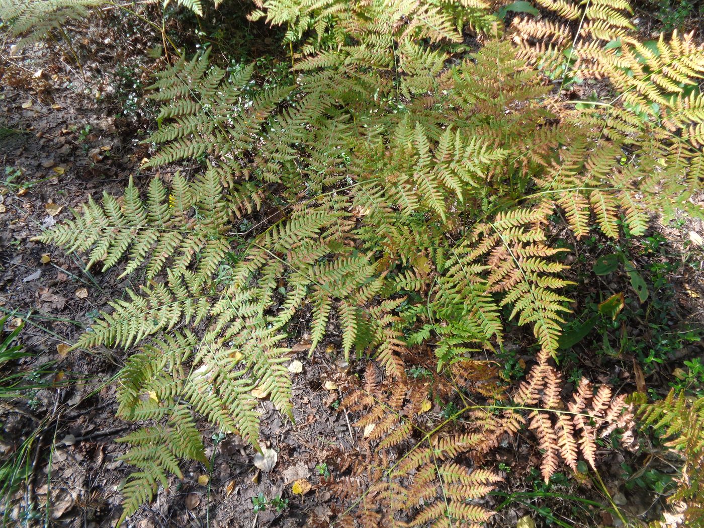 Изображение особи Pteridium pinetorum.