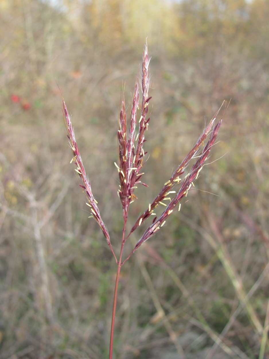 Изображение особи Bothriochloa ischaemum.