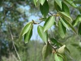 Populus suaveolens. Ветвь. Иркутская обл., Усольский р-н, долина р. Китой, луг. 31.07.2018.