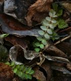 Polemonium caeruleum