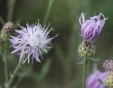 Centaurea stoebe. Соцветия. Саратовская обл., Хвалынский р-н, окр. пос. Алексеевка, обочина дороги. 06.08.2018.