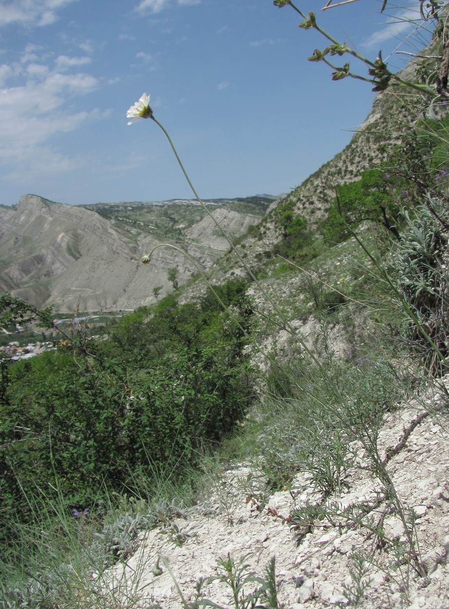 Image of Anthemis fruticulosa specimen.