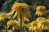 Echinacea purpurea. Верхушка побега с соцветием (cv. 'Lemon Drop'). Костромская обл., Судиславский р-н, дер. Антипино, в культуре. 03.08.2019.