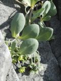 Mertensia maritima