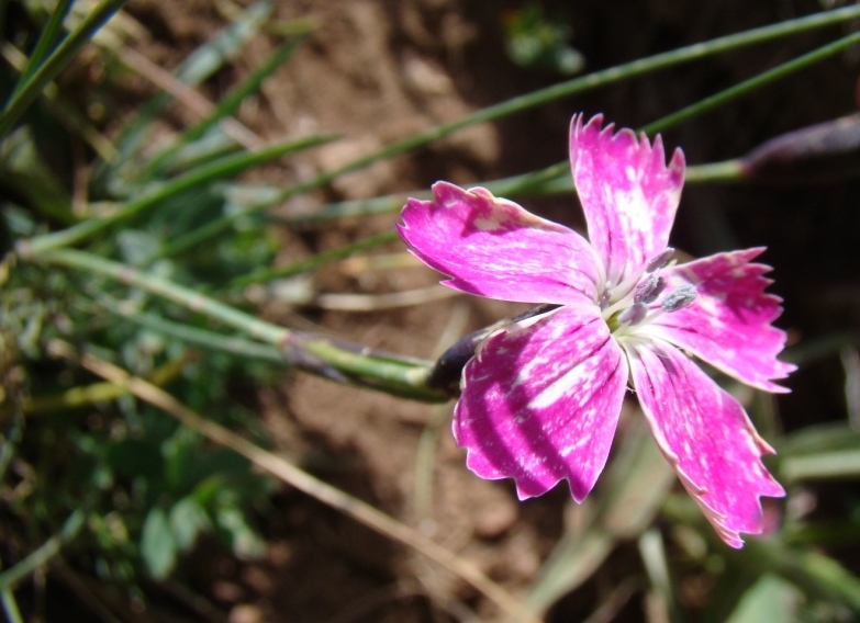 Изображение особи род Dianthus.