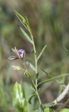 Polygala rupestris. Верхушка побега с соцветием. Испания, автономное сообщество Каталония, провинция Жирона, комарка Баш Эмпорда, муниципалитет Тороэлья-де-Монгри, окр. ист. памятника Torre Ponça (укреплённая масия Торре Понса), склон южной экспозиции, сосновый лес. 28.02.2020.