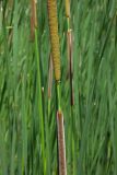 Typha angustifolia. Части мужского и женского соцветий. Республика Адыгея, г. Майкоп, южная окраина, подножие северной оконечности водораздельного хребта Нагиеж-Уашх, луг, небольшой зарастающий водоём. 30.05.2020.