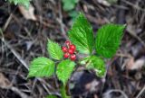 Rubus saxatilis. Верхушка плодоносящего растения. Челябинская обл., Миасский гор. округ, берег оз. Тургояк, опушка сосняка. 23.07.2020.