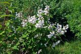 Deutzia scabra. Верхушки ветвей с соцветиями (f. plena). Московская обл., г. Железнодорожный, в культуре. 26.06.2020.