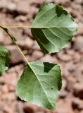 Populus afghanica