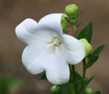 Platycodon grandiflorus. Цветок (белоцветковая форма). Московская обл., Одинцовский р-н, г. Кубинка, цветник. 25.07.2021.