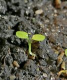 Doronicum orientale