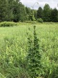 Aconitum sczukinii