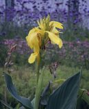 Canna × generalis. Верхушка цветущего растения. Москва, ВДНХ, клумба, в культуре. 15.09.2022.