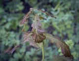 Quercus robur