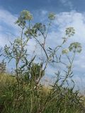 Cenolophium fischeri. Верхушка цветущего растения. Мурманская обл., Кандалакшский р-н, с. Ковда; губа Старцева, островок у берега, каменистый приморский луг. 05.08.2022.