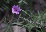 Geranium transversale