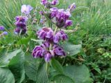 Phlomoides oreophila