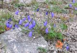 Campanula rotundifolia. Цветущие растения. Магаданская обл., Примагаданье, мыс Островной, 25 июля 2010 г.