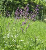 Salvia betonicifolia. Цветущее растение. Украина, Днепропетровская обл., балка в верховьях р. Самоткани. 04.06.2011.