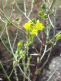 Linaria genistifolia. Соцветие. Зап. Крым, г. Саки, дорожка к оз. Сакское в р-не санатория \"Полтава\". 31.08.2011.