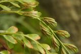 Asplenium × heufleri