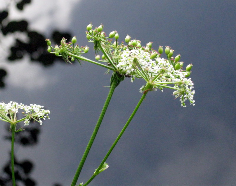 Изображение особи Thyselium palustre.