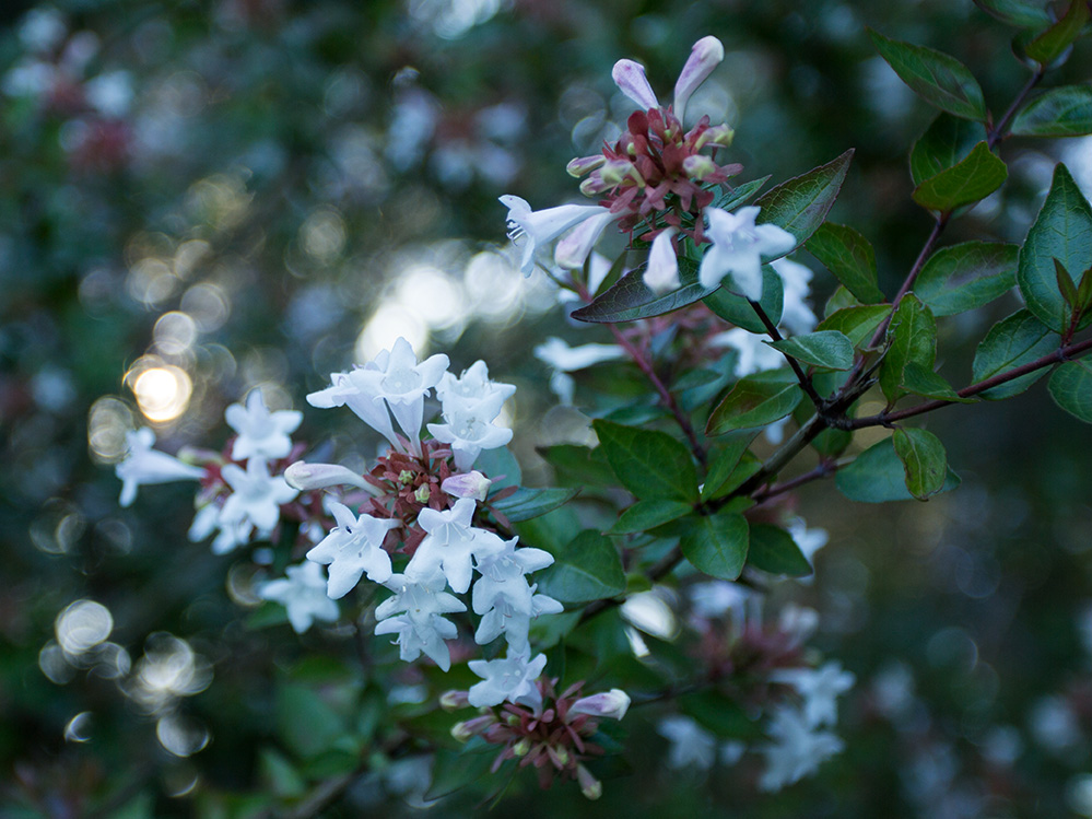 Изображение особи Abelia &times; grandiflora.