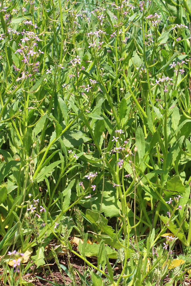 Хориспора нежная (Chorispora tenella)