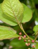 Actinidia kolomikta