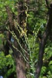 Linaria genistifolia