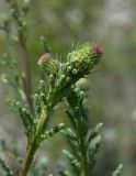 Myricaria bracteata