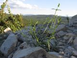 Stachys atherocalyx