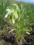 Onosma subtinctoria