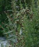 Artemisia opulenta. Верхушка растения с соцветиями. Камчатский край, Елизовский район, окрестности г. Петропавловск-Камчатский, луговина вдоль дороги. 25.08.2013.